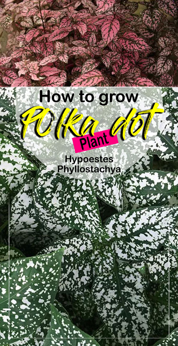 Polka dot plant | foliage plant | hypoestes phyllostachya