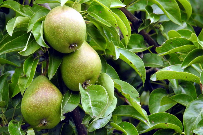 How to grow Pear trees | Growing Pears in pots | Pears care