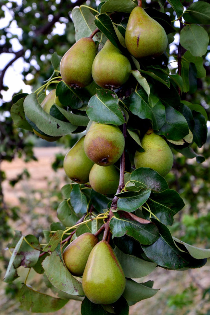 How to grow Pear trees | Growing Pears in pots | Pears care - Naturebring