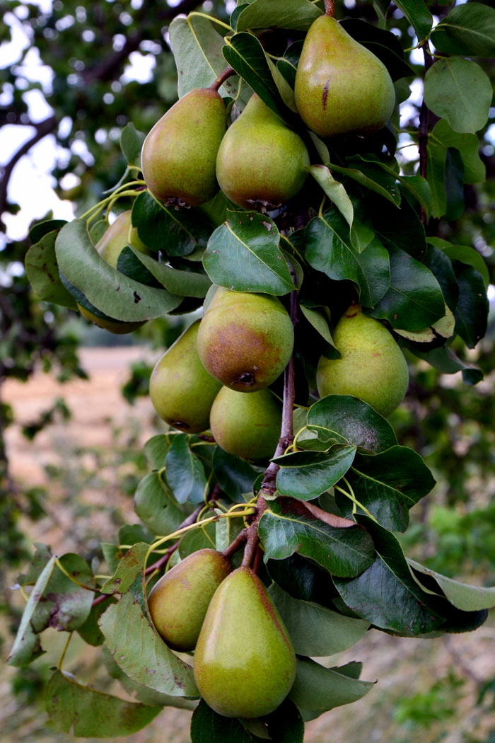 Pears