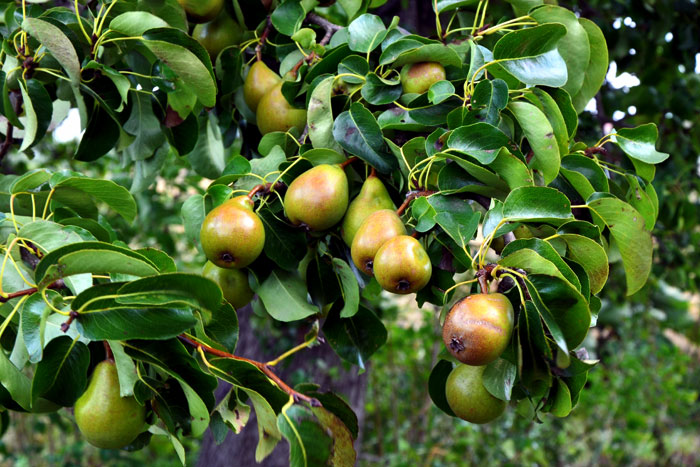 How to grow Pear trees Growing Pears in pots Pears