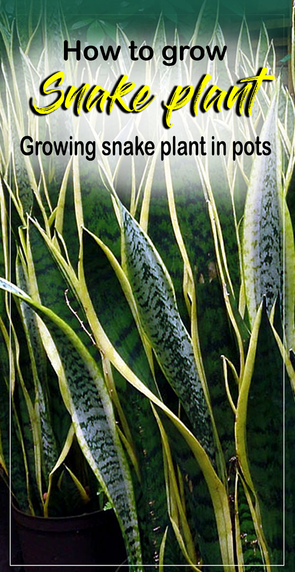 Snake Plant | Sansevieria