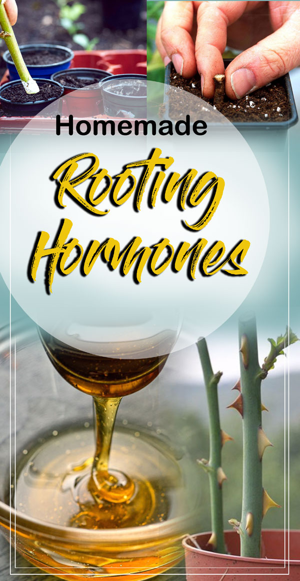 Rooting Hormones | cloning | Root stimulation | natural rooting hormone