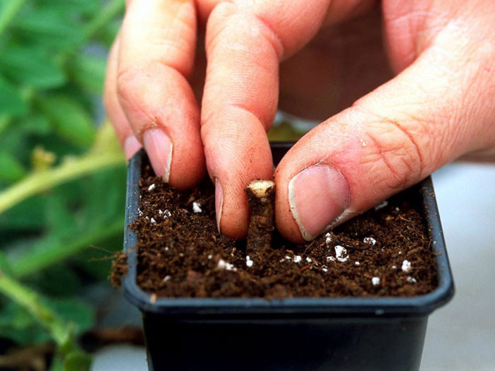 Cinnamon Rooting Hormones