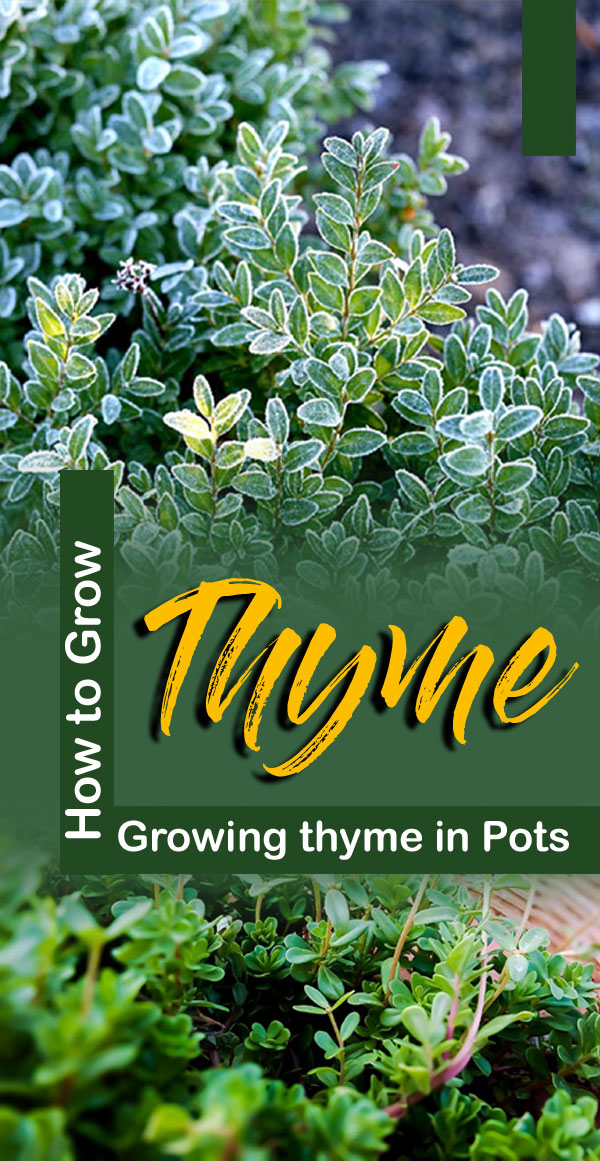 Thyme herb | thyme plant | Growing thyme