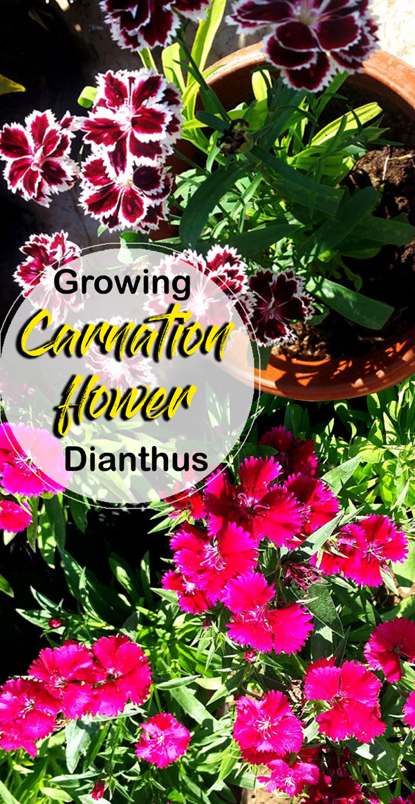 Carnation flower | Dianthus flower