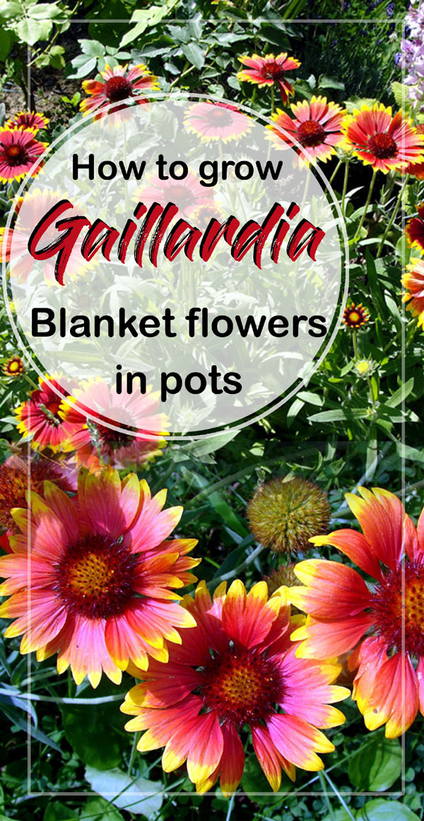 Gaillardia Flowers | gaillardia grandiflora