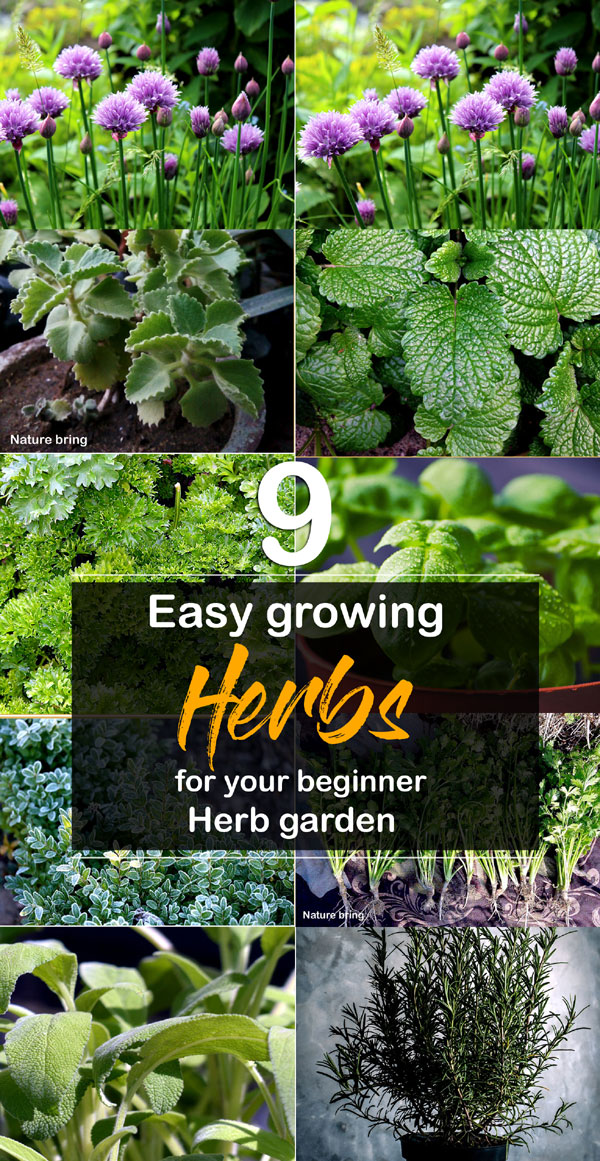 Herb | kitchen garden | Easy Growing Herbs | Herb garden