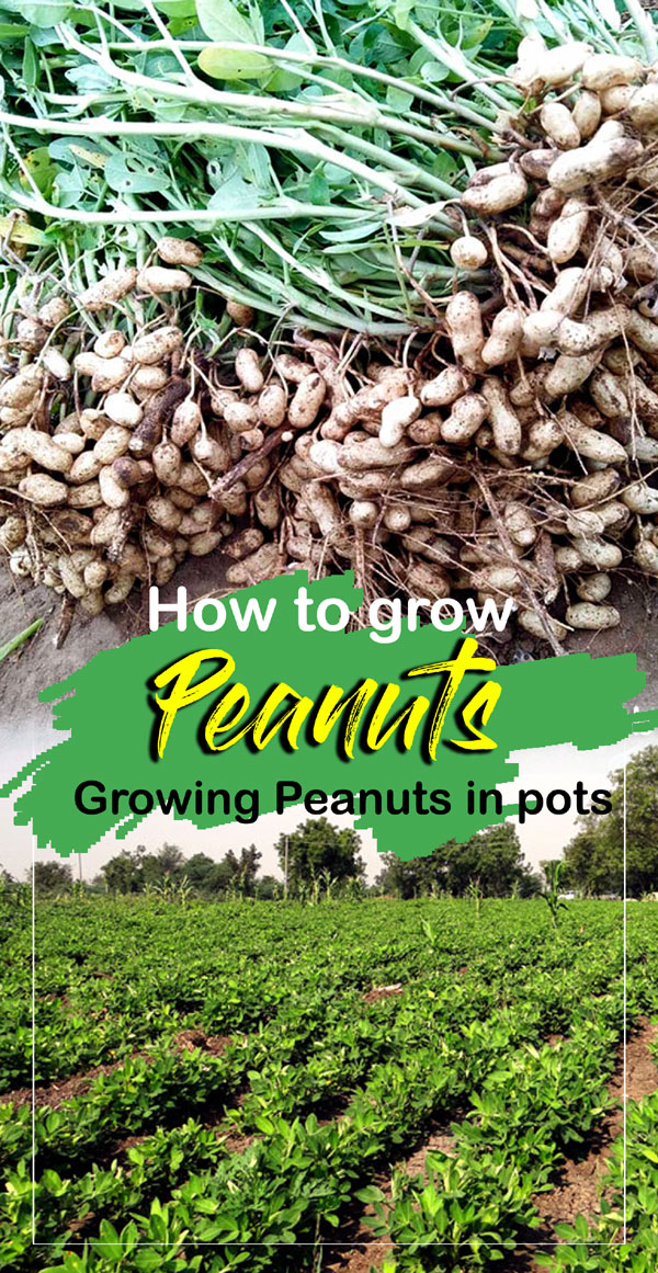 Peanuts | how to grow peanuts | groundnut | monkey nut