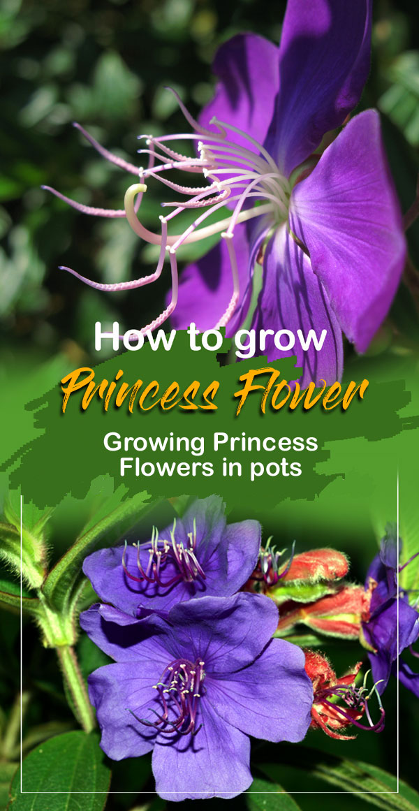 Princess Flower (tibouchina urvilleana) | pleroma