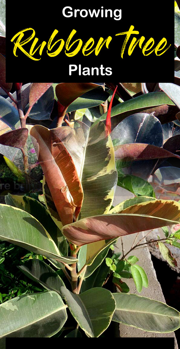 Rubber plant | rubber tree