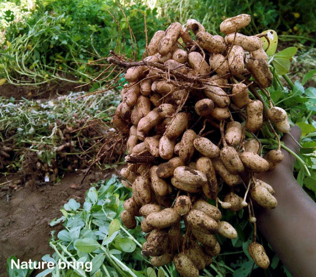 How To Grow Peanuts Growing Peanuts In Pots Groundnut Care