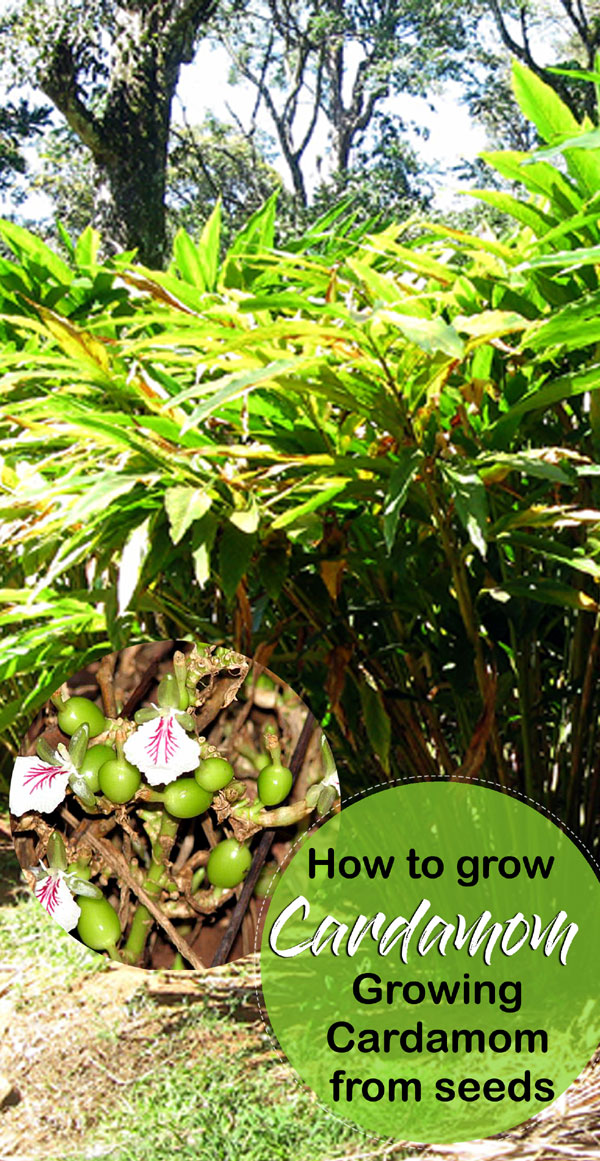 Cardamom | Growing Cardamom