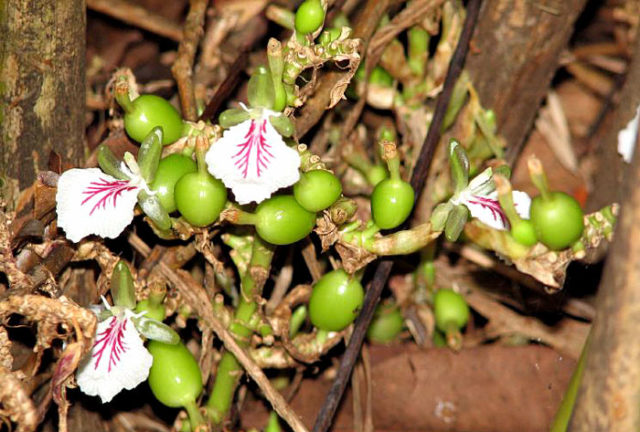 How To Grow Cardamom | Growing Cardamom From Seeds - Naturebring