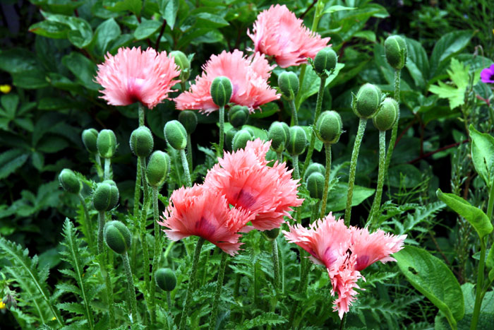 How to Grow Poppies | Growing Poppies in pots | Papaver