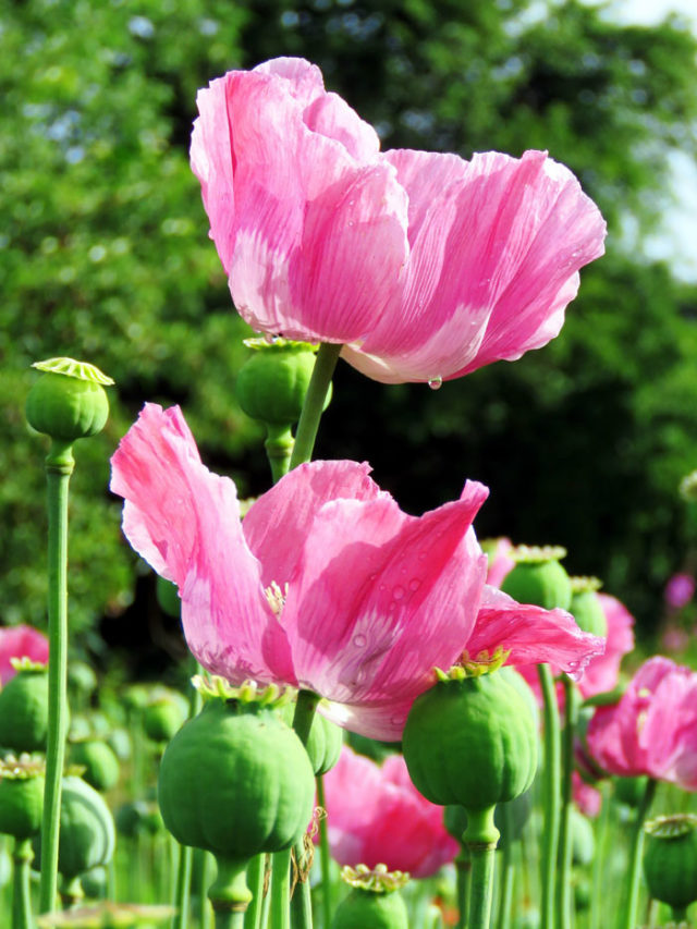 How to Grow Poppies | Growing Poppies in pots | Papaver - Naturebring