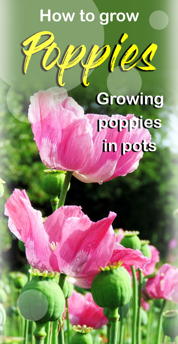 Poppies | Poppies flower 