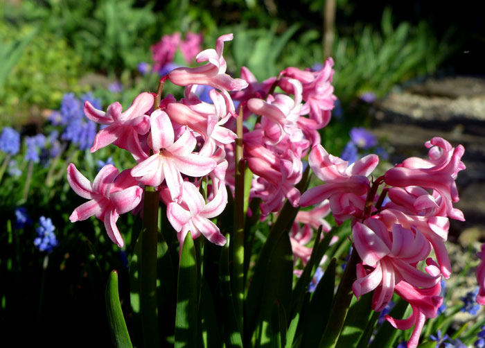 Planting  Hyacinth bulb | How to grow Hyacinth in containers