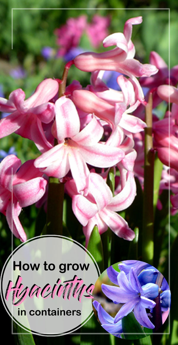 Hyacinth | hyacinth bulb | planting hyacinth bulb