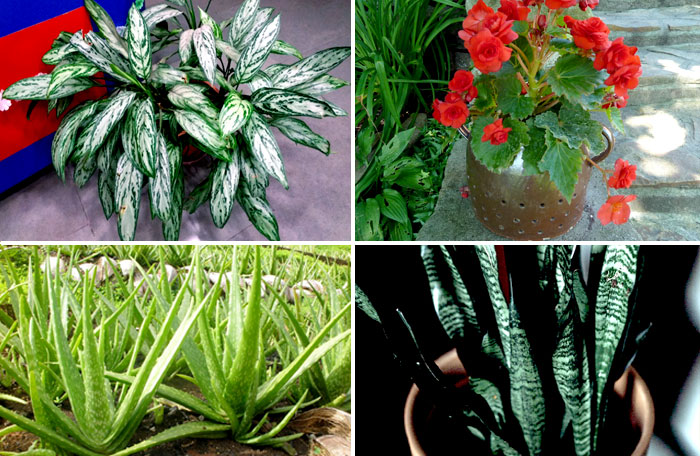 9 Houseplants you can totally neglect | Low maintenance Houseplant