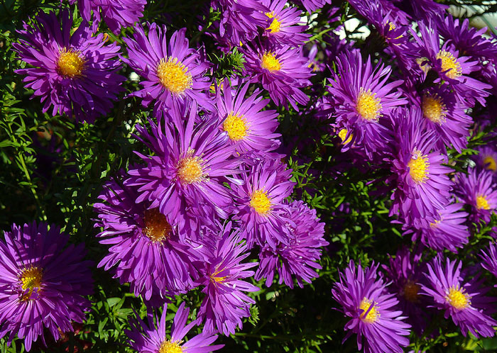 Aster | Growing Asters | How to grow Aster perennial | flowering plant ...