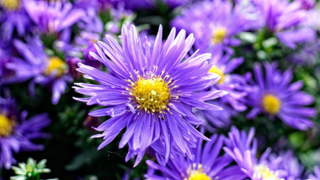 Aster Growing Asters How to grow Aster perennial