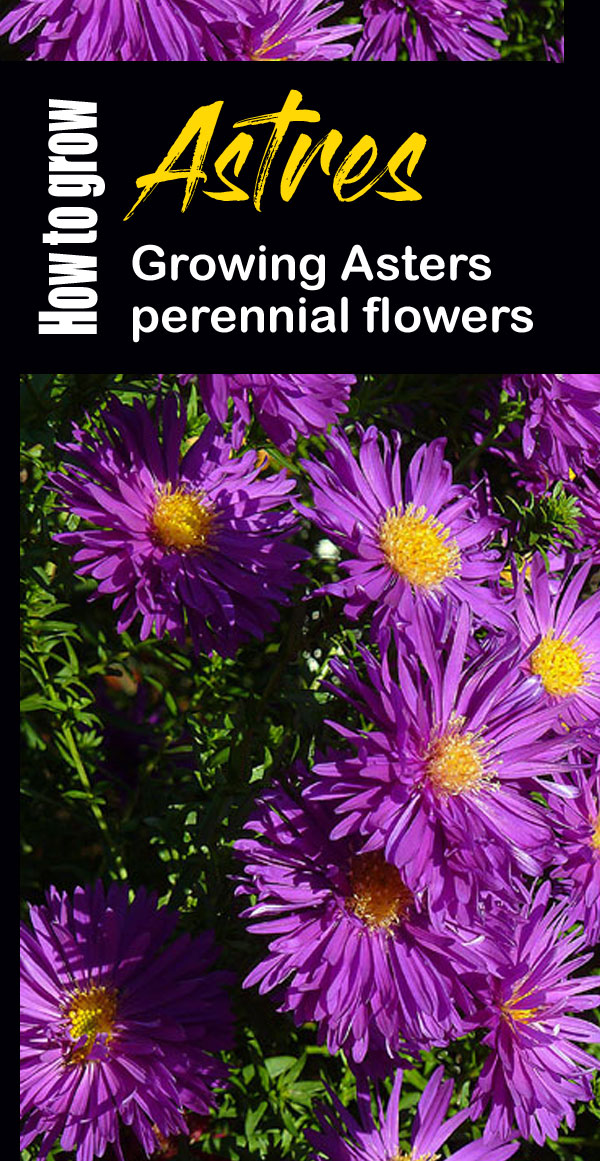 Growing Asters | Aster perennial | flowering plant | aster flower