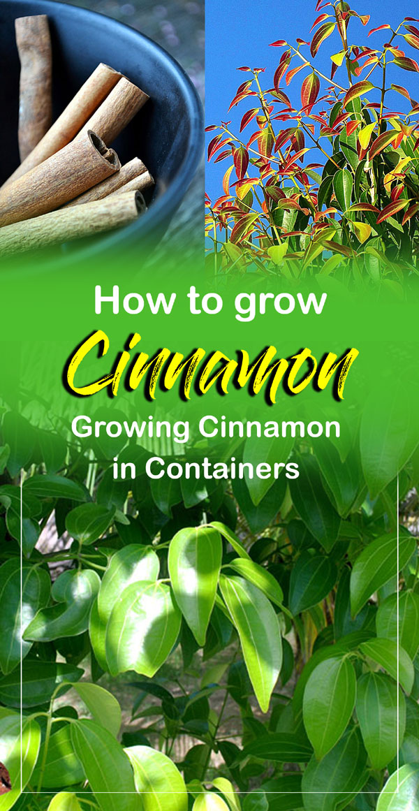 Cinnamon | growing cinnamon plant