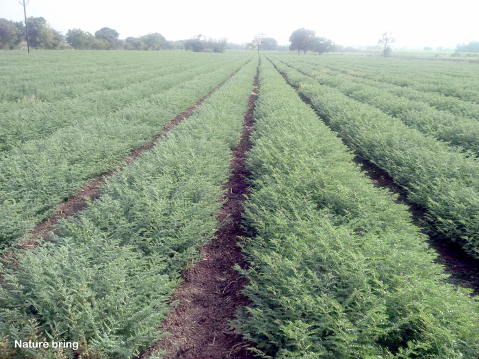 Chickpeas farming