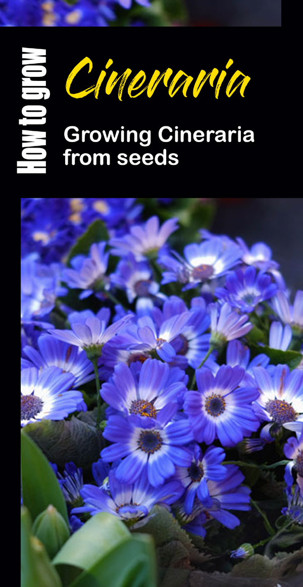 Cineraria plant | Cineraria flower | pericallis hybrida