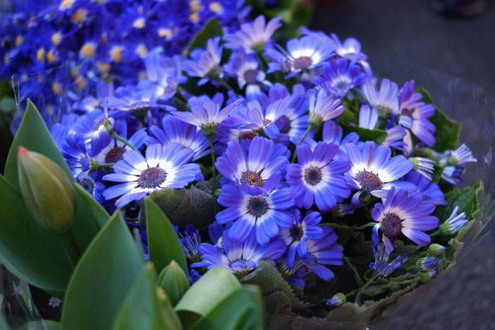 Cineraria