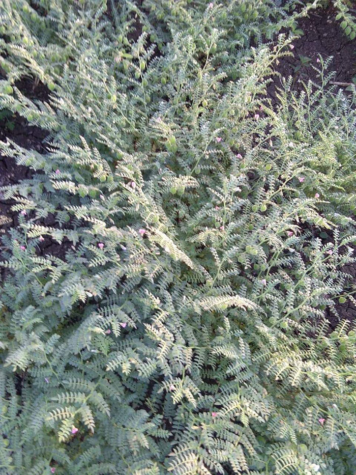 Chickpea plants