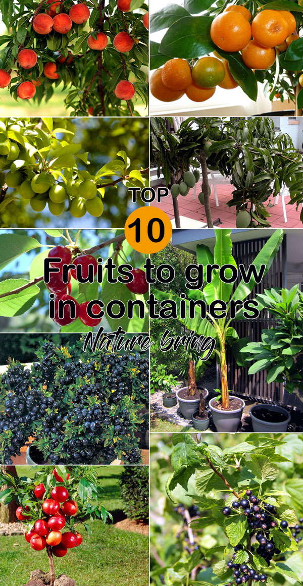 Top 10 Fruits to grow in containers | Top fruit plants | Fruit trees