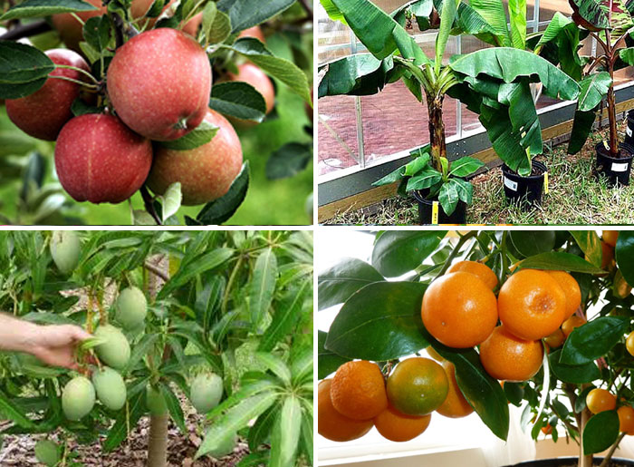 Fruits to grow in containers | Top fruit plants | Fruit trees