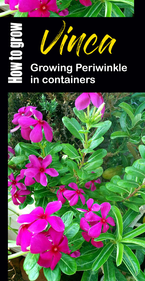 How to Grow Vinca | Growing Periwinkle | catharanthus roseus | myrtle