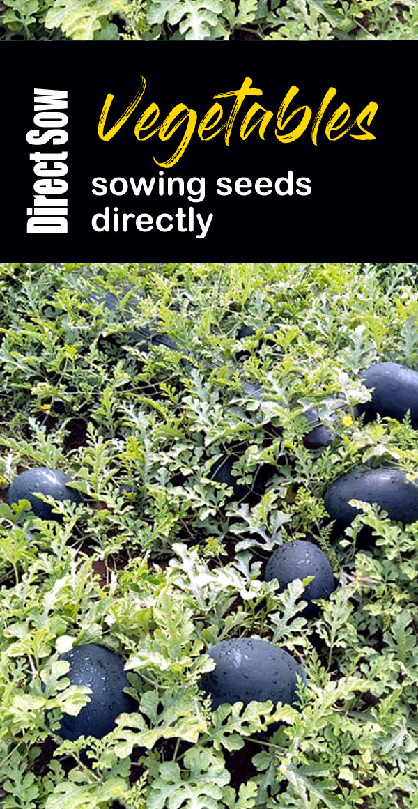 Direct Sow Vegetables | sowing seeds directly