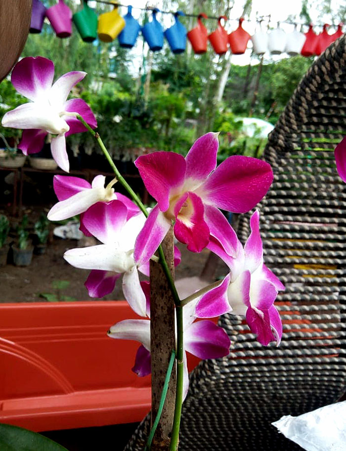 How to grow orchid | Growing orchids | orchid flower
