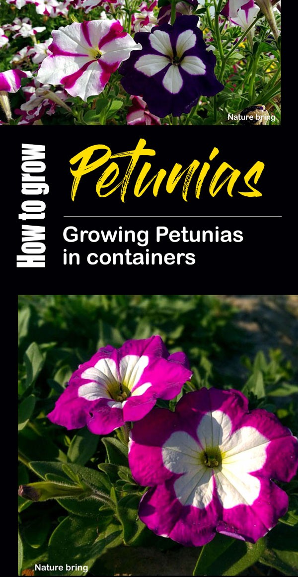 Growing Petunias | Petunia plant