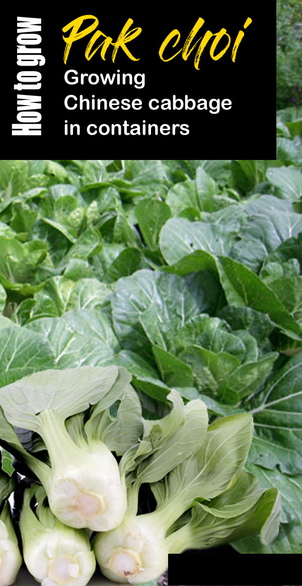 Pak Choi | Growing Chinese cabbage | Bok choy