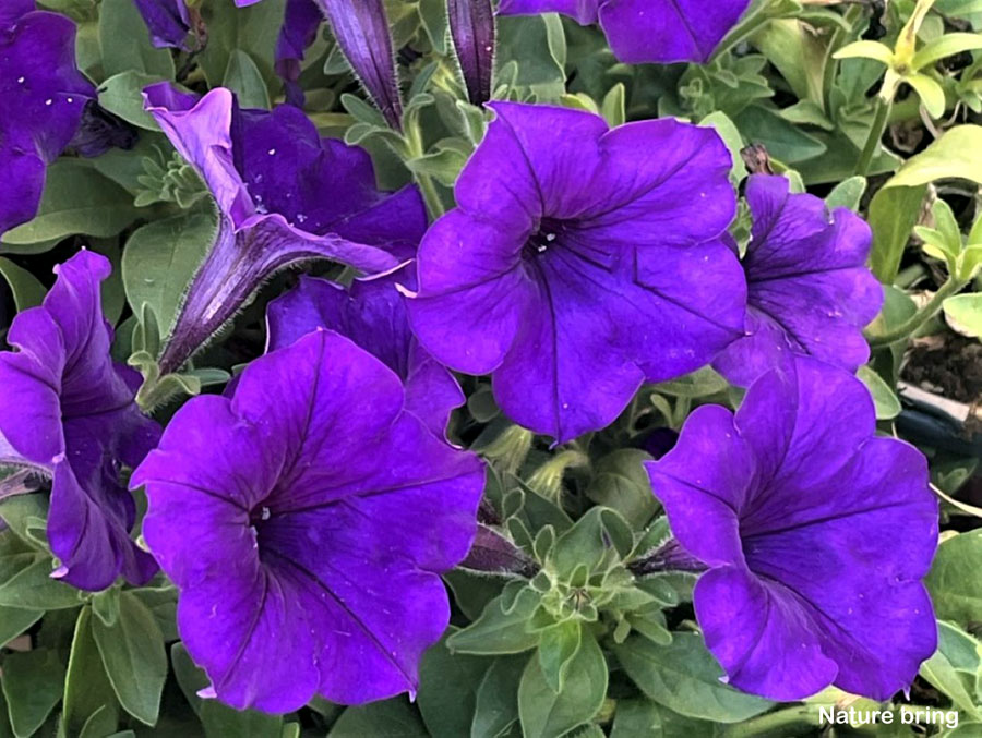 Growing Petunia | How to grow and care of Petunias plant