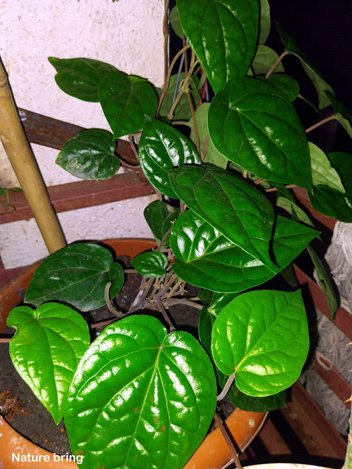 Growing Betel Leaf (Paan)
