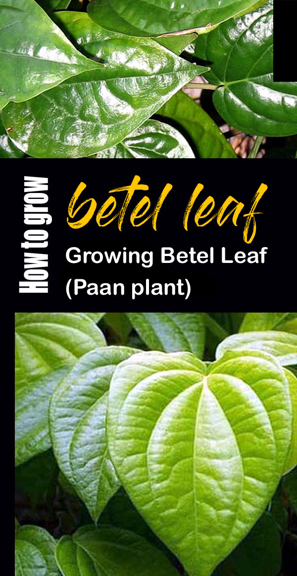 betel leaf plant | Growing Betel Leaf | Paan