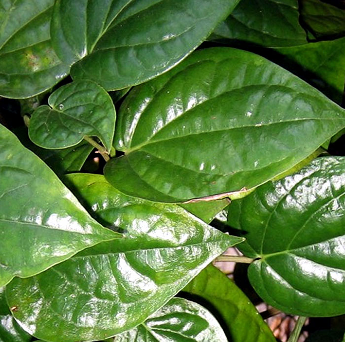 How to grow betel leaf plant | Growing Betel Leaf (Paan)