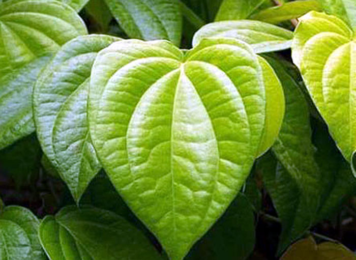 how-to-grow-betel-leaf-plant-growing-betel-leaf-paan