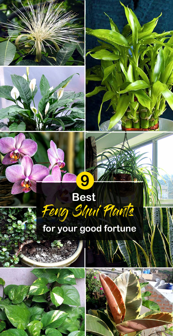 Feng Shui Plants | Houseplant | NASA plants | indoor plants