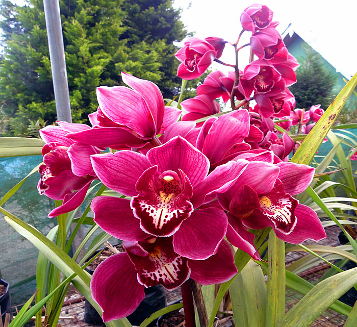 Orchids care | Orchid flower care