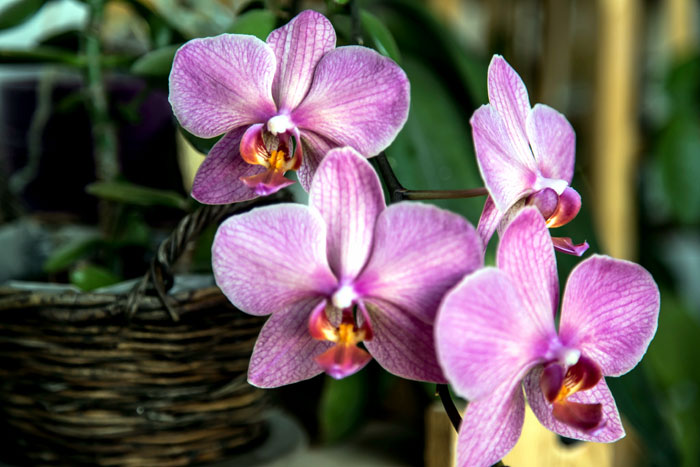 Orchids care | Orchid flower care