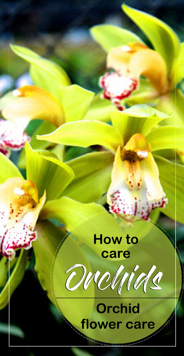 Orchids care | Orchid flower care