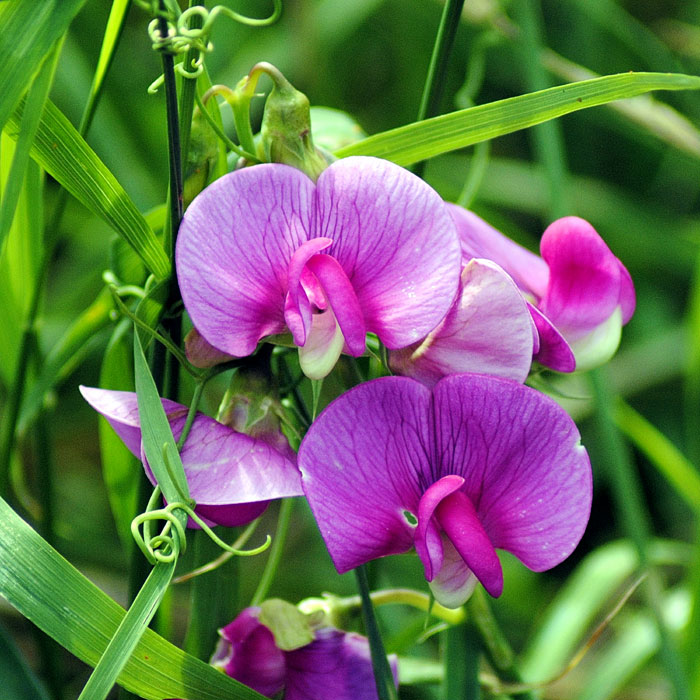 How to plant grow and care sweet peas | Growing sweet peas