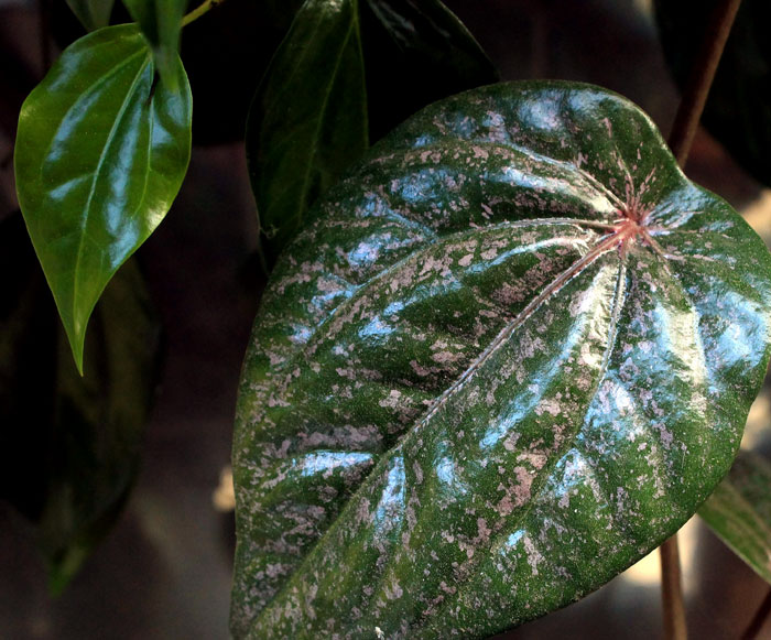 betel leaf plant | Growing Betel Leaf (Paan leaf)